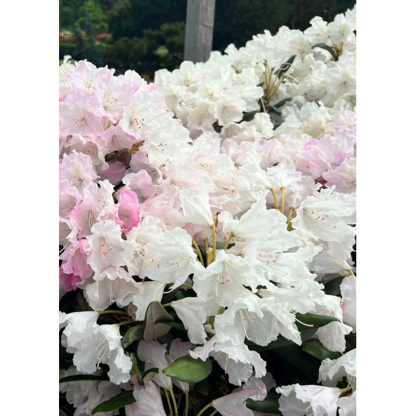 Różanecznik Rauhreif