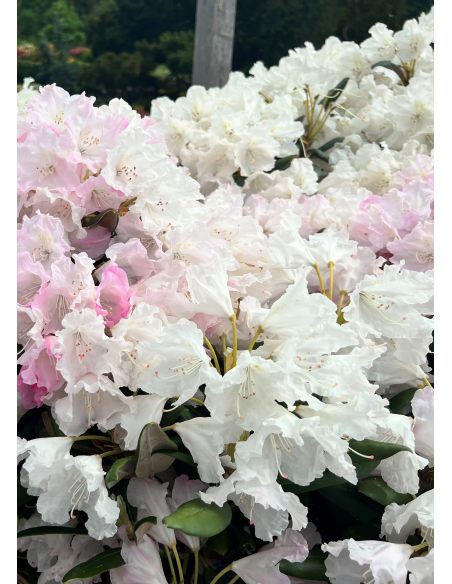 Różanecznik Rauhreif