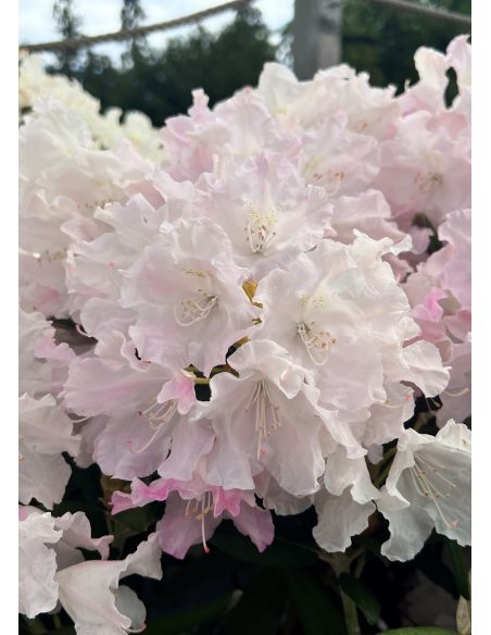 Różanecznik Rauhreif