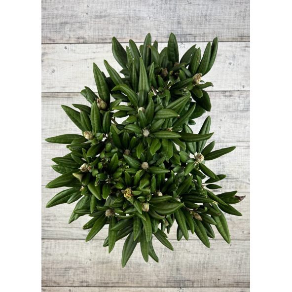 Różanecznik Rauhreif