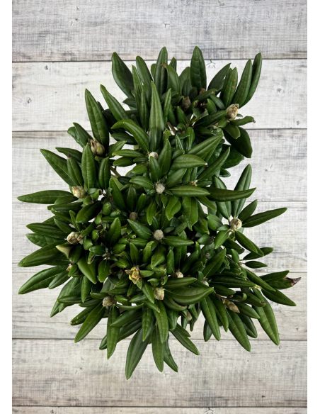 Różanecznik Rauhreif