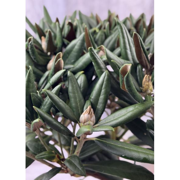 Różanecznik Rauhreif