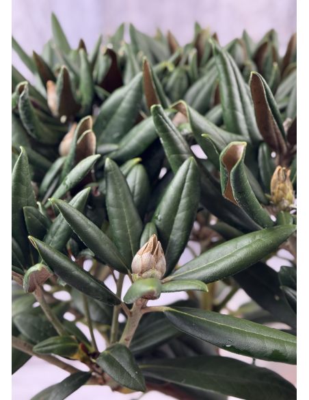 Różanecznik Rauhreif