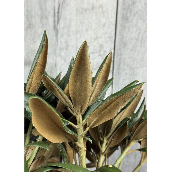 Różanecznik Rauhreif