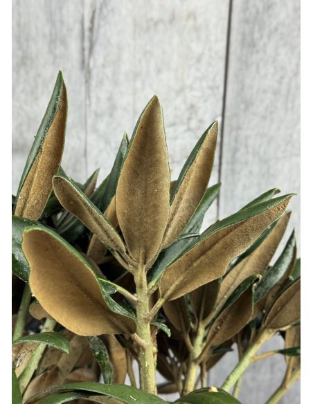 Różanecznik Rauhreif