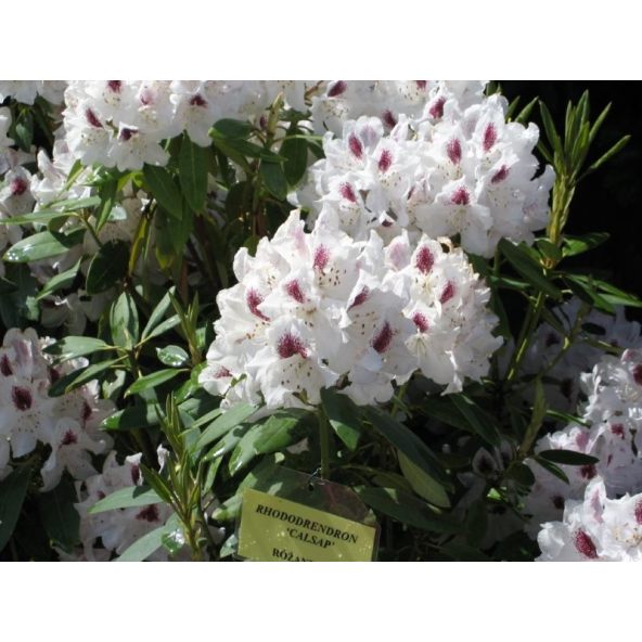 Różanecznik Calsap