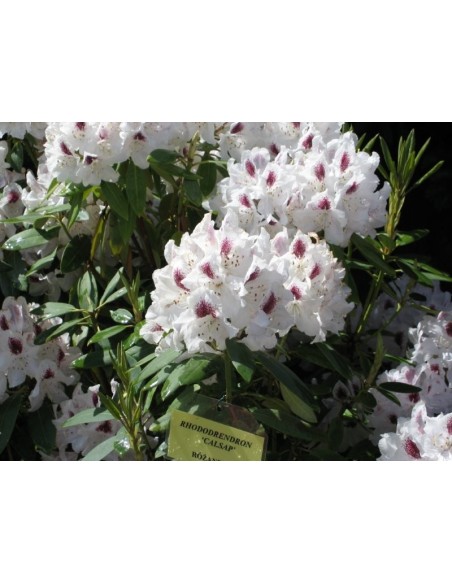 Różanecznik Calsap