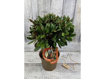 'Bengt's Bear' - różanecznik pachysanthum x yakushimanum
Rhododendron pachysanthum x yakushimanum 'Bengt's Bear' 2