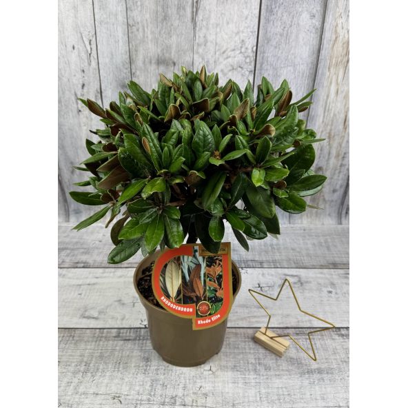 'Bengt's Bear' - różanecznik pachysanthum x yakushimanum
Rhododendron pachysanthum x yakushimanum 'Bengt's Bear'