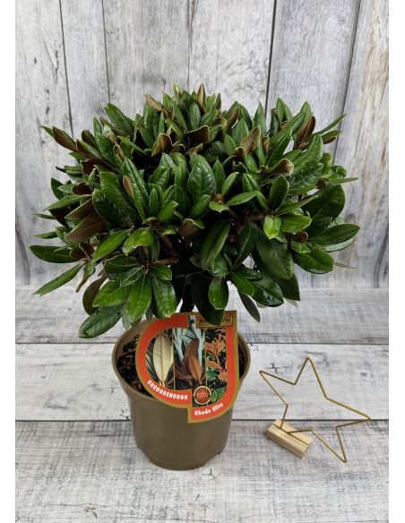 'Bengt's Bear' - różanecznik pachysanthum x yakushimanum
Rhododendron pachysanthum x yakushimanum 'Bengt's Bear'