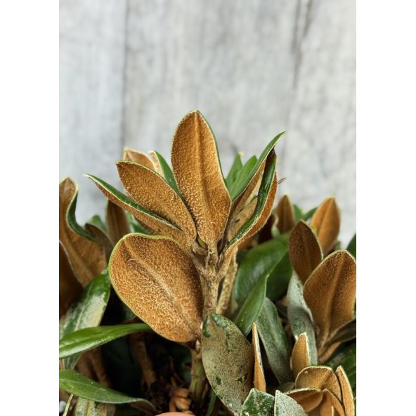 'Bengt's Bear' - różanecznik pachysanthum x yakushimanum
Rhododendron pachysanthum x yakushimanum 'Bengt's Bear'