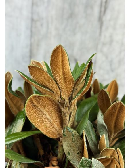 'Bengt's Bear' - różanecznik pachysanthum x yakushimanum
Rhododendron pachysanthum x yakushimanum 'Bengt's Bear'