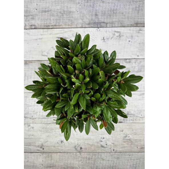 'Bengt's Bear' - różanecznik pachysanthum x yakushimanum
Rhododendron pachysanthum x yakushimanum 'Bengt's Bear'