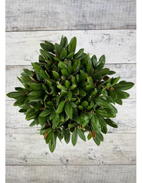 'Bengt's Bear' - różanecznik pachysanthum x yakushimanum
Rhododendron pachysanthum x yakushimanum 'Bengt's Bear'