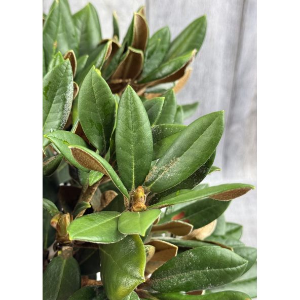 'Bengt's Bear' - różanecznik pachysanthum x yakushimanum
Rhododendron pachysanthum x yakushimanum 'Bengt's Bear'