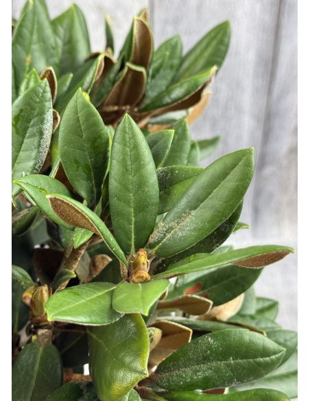 'Bengt's Bear' - różanecznik pachysanthum x yakushimanum
Rhododendron pachysanthum x yakushimanum 'Bengt's Bear'