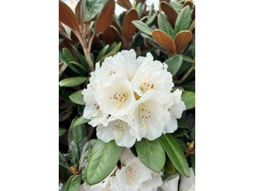 'Bengt's Bear' - różanecznik pachysanthum x yakushimanum
Rhododendron pachysanthum x yakushimanum 'Bengt's Bear'