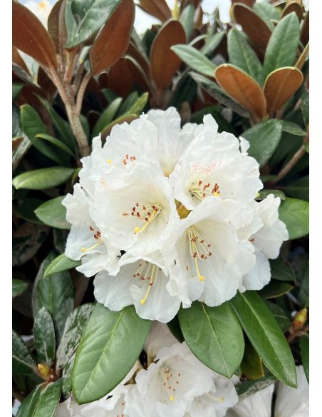 'Bengt's Bear' - różanecznik pachysanthum x yakushimanum
Rhododendron pachysanthum x yakushimanum 'Bengt's Bear'