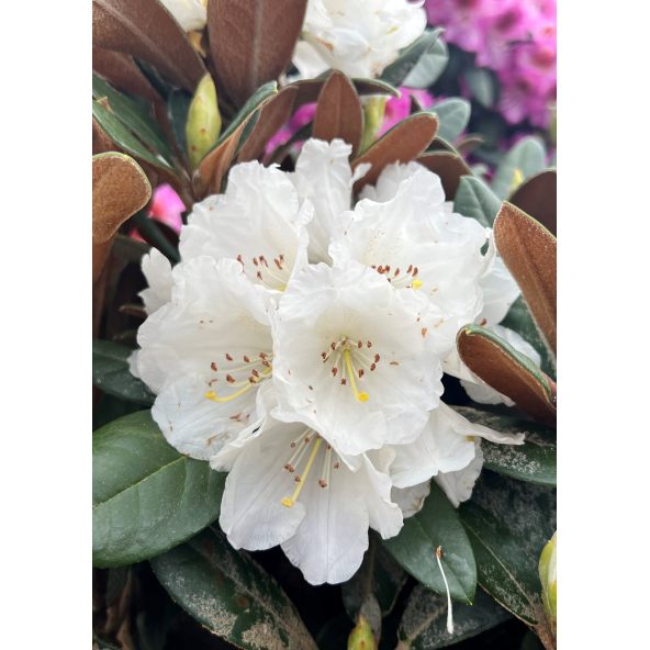 'Bengt's Bear' - różanecznik pachysanthum x yakushimanum
Rhododendron pachysanthum x yakushimanum 'Bengt's Bear'