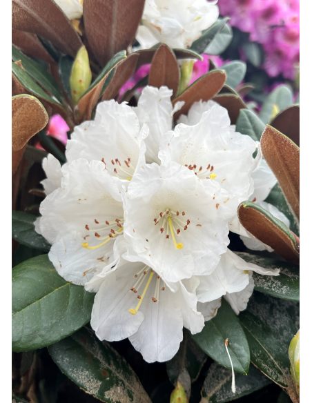 'Bengt's Bear' - różanecznik pachysanthum x yakushimanum
Rhododendron pachysanthum x yakushimanum 'Bengt's Bear'