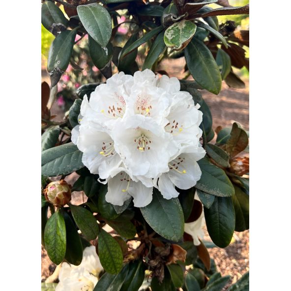 'Bengt's Bear' - różanecznik pachysanthum x yakushimanum
Rhododendron pachysanthum x yakushimanum 'Bengt's Bear'