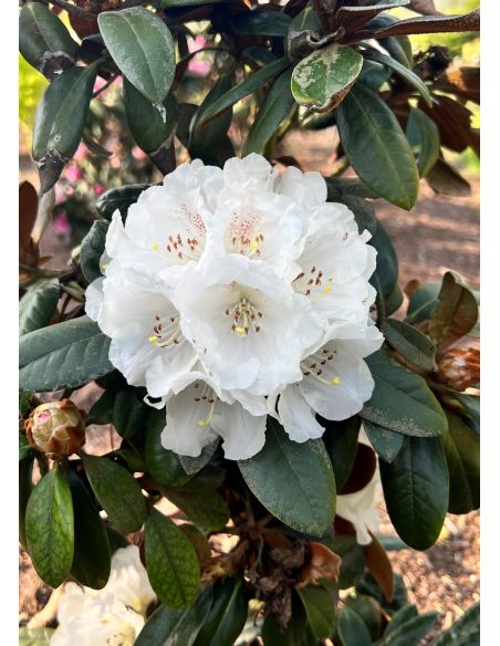 'Bengt's Bear' - różanecznik pachysanthum x yakushimanum
Rhododendron pachysanthum x yakushimanum 'Bengt's Bear'