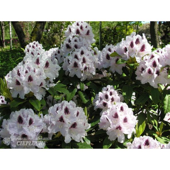 Różanecznik Calsap