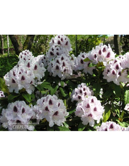 Różanecznik Calsap