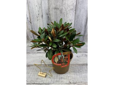 'Lynx' - różanecznik degronianum ssp. yakushimanum x bureavii
Rhododendron degronianum ssp. yakushimanum x bureavii 'Lynx' 2