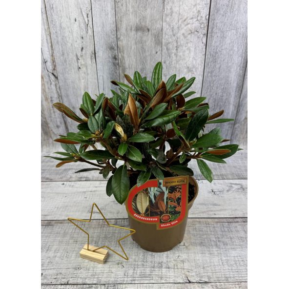 'Lynx' - różanecznik degronianum ssp. yakushimanum x bureavii
Rhododendron degronianum ssp. yakushimanum x bureavii 'Lynx'