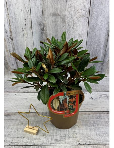 'Lynx' - różanecznik degronianum ssp. yakushimanum x bureavii
Rhododendron degronianum ssp. yakushimanum x bureavii 'Lynx' 'Lynx' - różanecznik degronianum ssp. yakushimanum x bureavii
Rhododendron degronianum ssp. yakushimanum x bureavii 'Lynx'