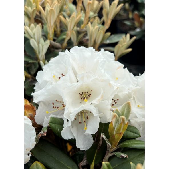 'Lynx' - różanecznik degronianum ssp. yakushimanum x bureavii
Rhododendron degronianum ssp. yakushimanum x bureavii 'Lynx'