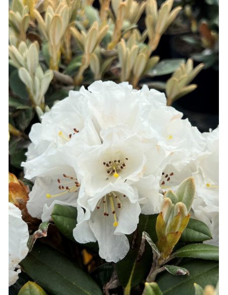 'Lynx' - różanecznik degronianum ssp. yakushimanum x bureavii
Rhododendron degronianum ssp. yakushimanum x bureavii 'Lynx' 'Lynx' - różanecznik degronianum ssp. yakushimanum x bureavii
Rhododendron degronianum ssp. yakushimanum x bureavii 'Lynx'