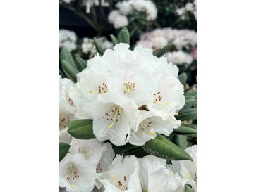 'Lynx' - różanecznik degronianum ssp. yakushimanum x bureavii
Rhododendron degronianum ssp. yakushimanum x bureavii 'Lynx'