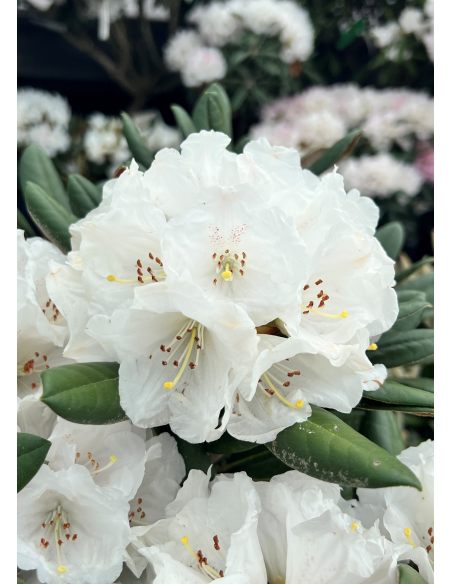 'Lynx' - różanecznik degronianum ssp. yakushimanum x bureavii
Rhododendron degronianum ssp. yakushimanum x bureavii 'Lynx' 'Lynx' - różanecznik degronianum ssp. yakushimanum x bureavii
Rhododendron degronianum ssp. yakushimanum x bureavii 'Lynx'