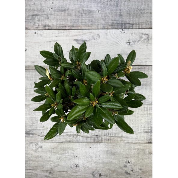 'Lynx' - różanecznik degronianum ssp. yakushimanum x bureavii
Rhododendron degronianum ssp. yakushimanum x bureavii 'Lynx'