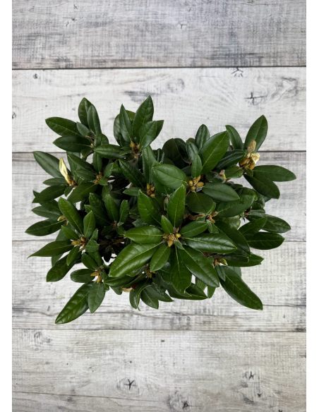 'Lynx' - różanecznik degronianum ssp. yakushimanum x bureavii
Rhododendron degronianum ssp. yakushimanum x bureavii 'Lynx' 'Lynx' - różanecznik degronianum ssp. yakushimanum x bureavii
Rhododendron degronianum ssp. yakushimanum x bureavii 'Lynx'