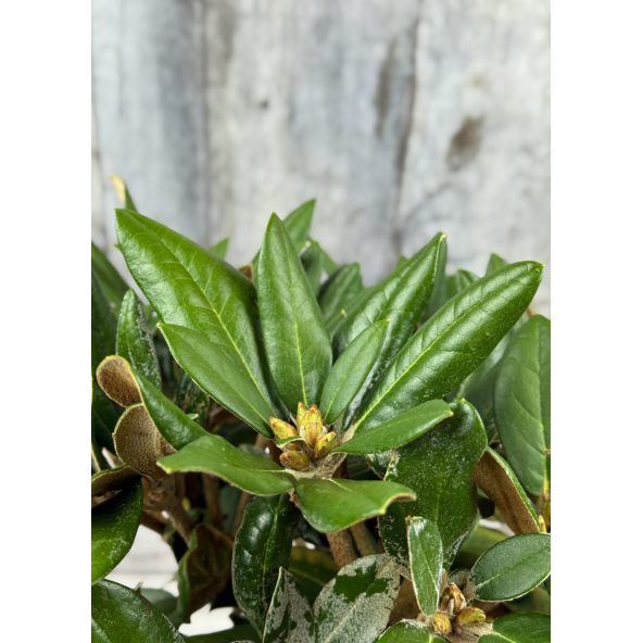 'Lynx' - różanecznik degronianum ssp. yakushimanum x bureavii
Rhododendron degronianum ssp. yakushimanum x bureavii 'Lynx'