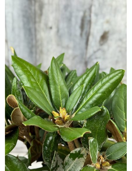 'Lynx' - różanecznik degronianum ssp. yakushimanum x bureavii
Rhododendron degronianum ssp. yakushimanum x bureavii 'Lynx' 'Lynx' - różanecznik degronianum ssp. yakushimanum x bureavii
Rhododendron degronianum ssp. yakushimanum x bureavii 'Lynx'