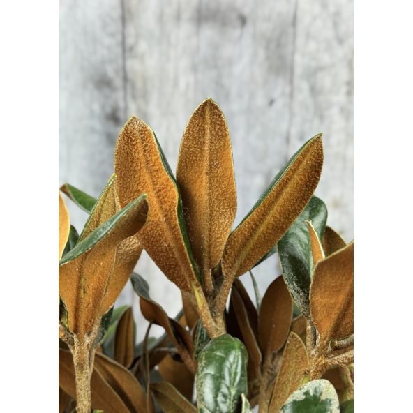 'Lynx' - różanecznik degronianum ssp. yakushimanum x bureavii
Rhododendron degronianum ssp. yakushimanum x bureavii 'Lynx'