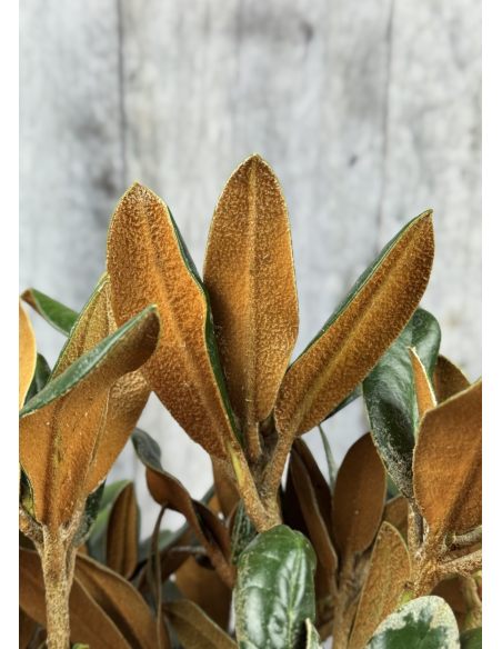 'Lynx' - różanecznik degronianum ssp. yakushimanum x bureavii
Rhododendron degronianum ssp. yakushimanum x bureavii 'Lynx' 'Lynx' - różanecznik degronianum ssp. yakushimanum x bureavii
Rhododendron degronianum ssp. yakushimanum x bureavii 'Lynx'