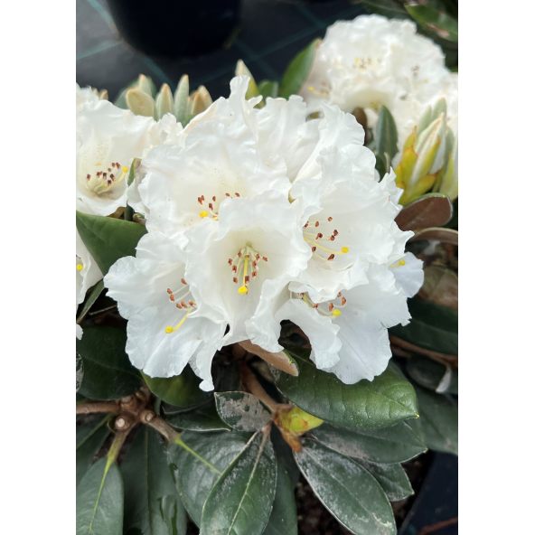 'Lynx' - różanecznik degronianum ssp. yakushimanum x bureavii
Rhododendron degronianum ssp. yakushimanum x bureavii 'Lynx'