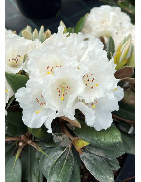 'Lynx' - różanecznik degronianum ssp. yakushimanum x bureavii
Rhododendron degronianum ssp. yakushimanum x bureavii 'Lynx' 'Lynx' - różanecznik degronianum ssp. yakushimanum x bureavii
Rhododendron degronianum ssp. yakushimanum x bureavii 'Lynx'