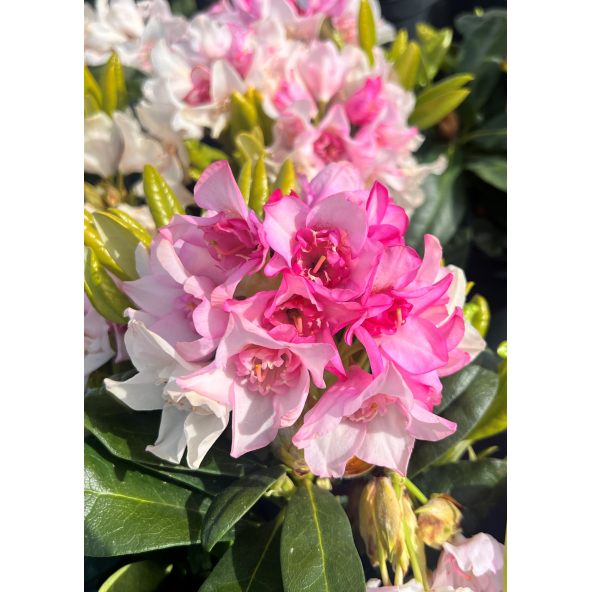 'Kyllikki' - różanecznik wielkokwiatowy
Rhododendron hybridum 'Kyllikki'