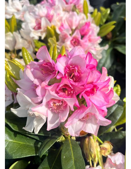 'Kyllikki' - różanecznik wielkokwiatowy
Rhododendron hybridum 'Kyllikki' 'Kyllikki' - różanecznik wielkokwiatowy
Rhododendron hybridum 'Kyllikki'