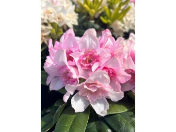 'Kyllikki' - różanecznik wielkokwiatowy
Rhododendron hybridum 'Kyllikki'