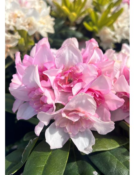 'Kyllikki' - różanecznik wielkokwiatowy
Rhododendron hybridum 'Kyllikki' 'Kyllikki' - różanecznik wielkokwiatowy
Rhododendron hybridum 'Kyllikki'