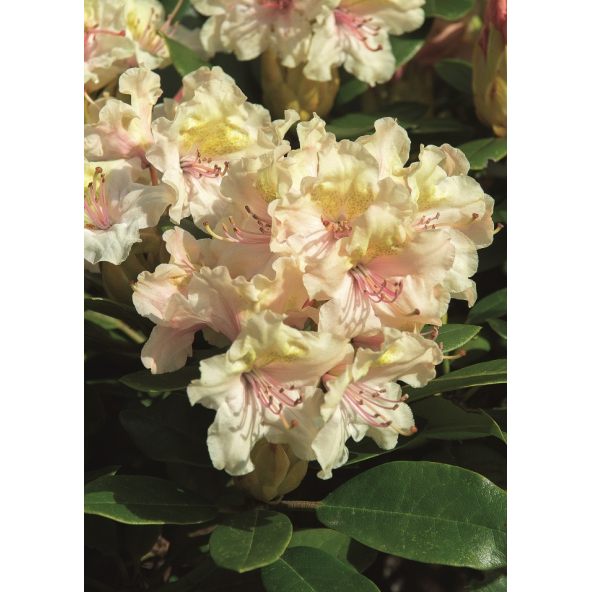 'Fryderyk' - różanecznik wielkokwiatowy
Rhododendron hybridum 'Fryderyk'