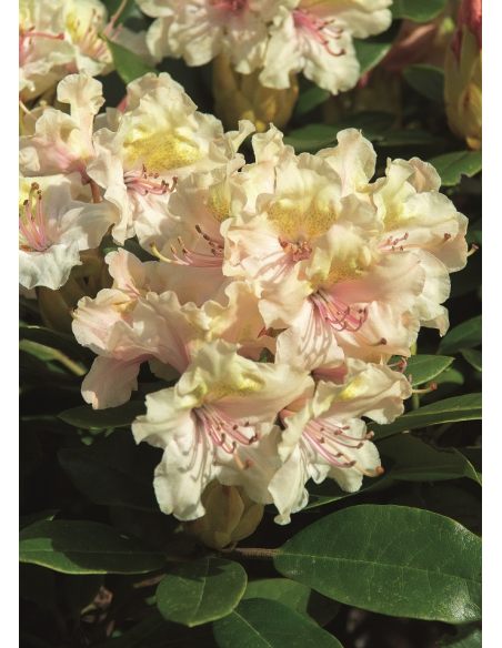 'Fryderyk' - różanecznik wielkokwiatowy
Rhododendron hybridum 'Fryderyk' 'Fryderyk' - różanecznik wielkokwiatowy
Rhododendron hybridum 'Fryderyk'