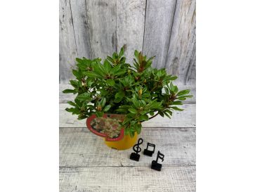 'Fryderyk' - różanecznik wielkokwiatowy
Rhododendron hybridum 'Fryderyk' 2